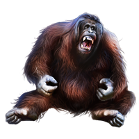 Orangutan PNG-31367